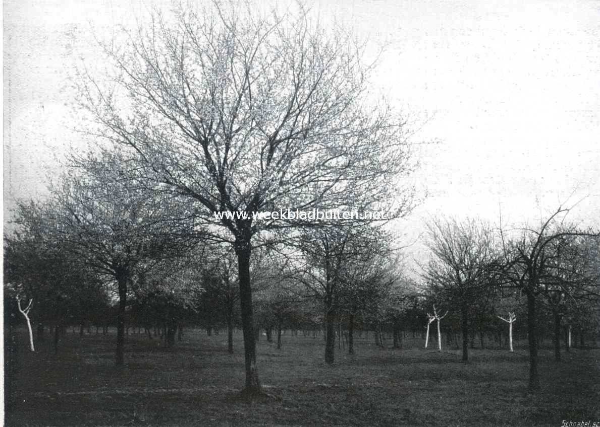 Engelsche rozen in bloei