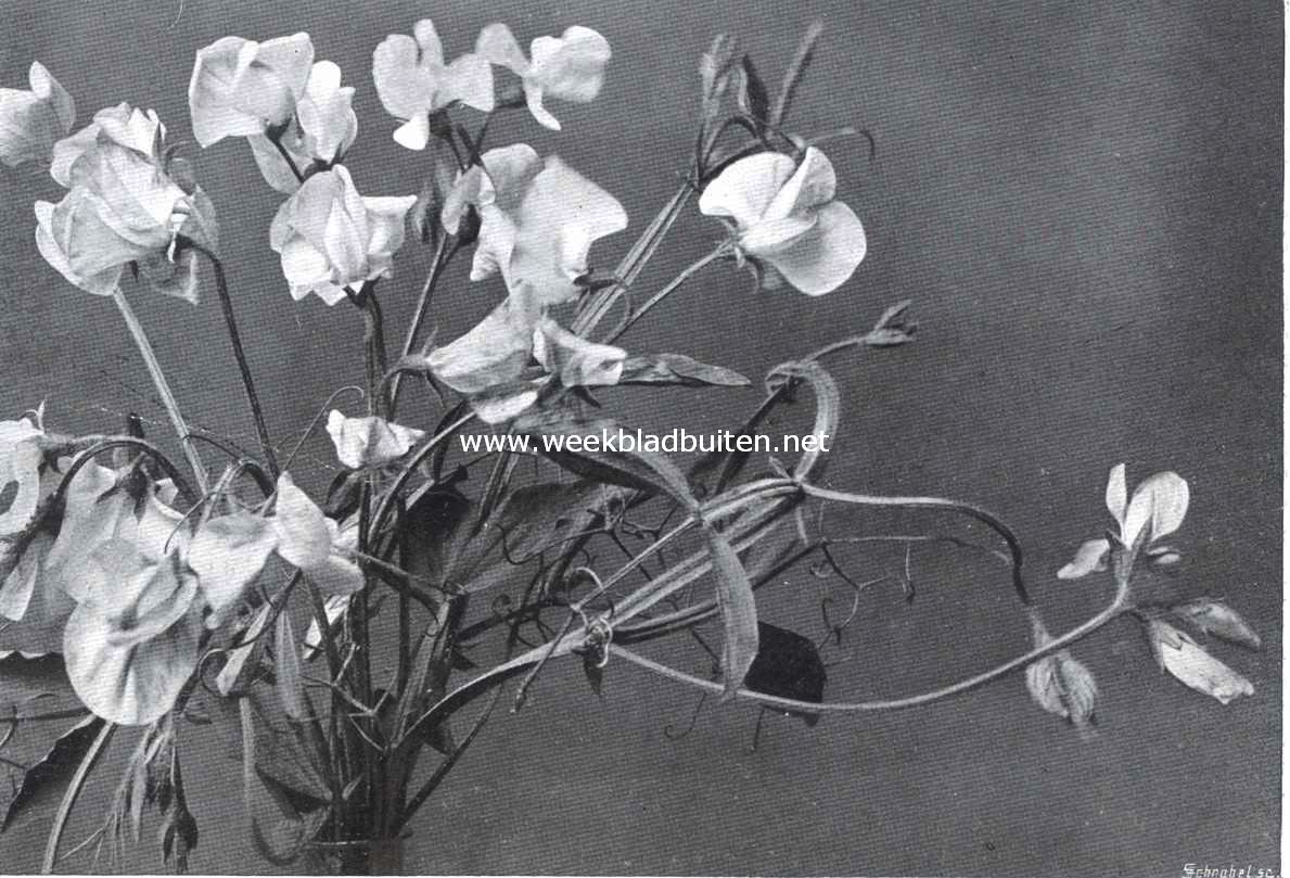 Welriekende Lathyrus Habitus