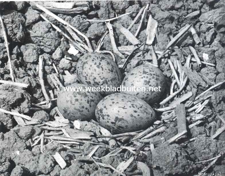 Nest met eieren van de scholekster