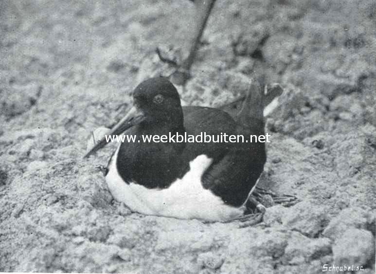 Broedende scholekster