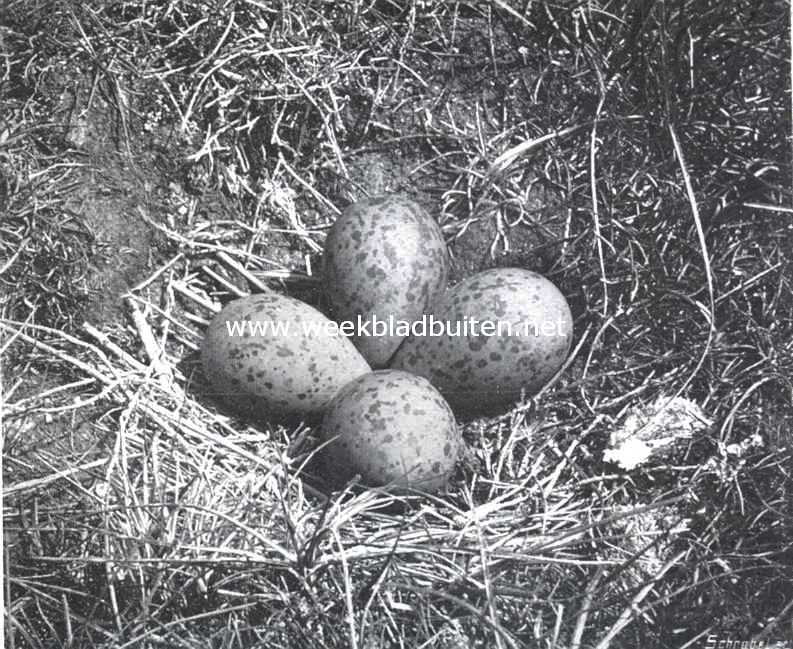 Nest met eieren van de kluut