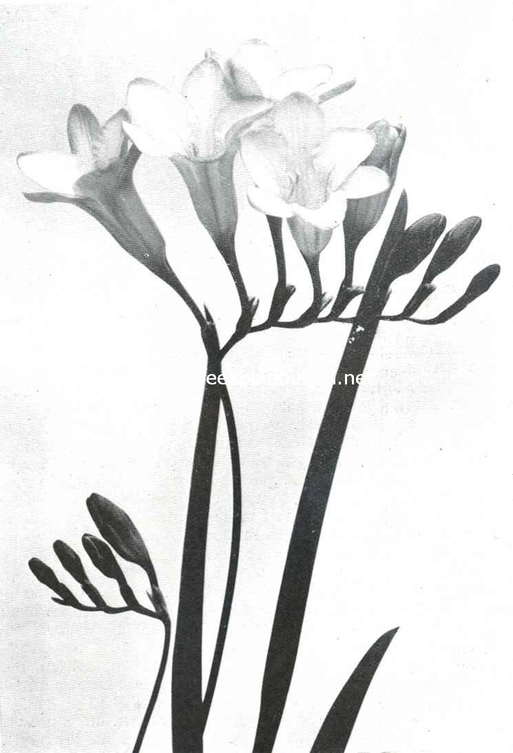 Freesia Tubergeni Conquest