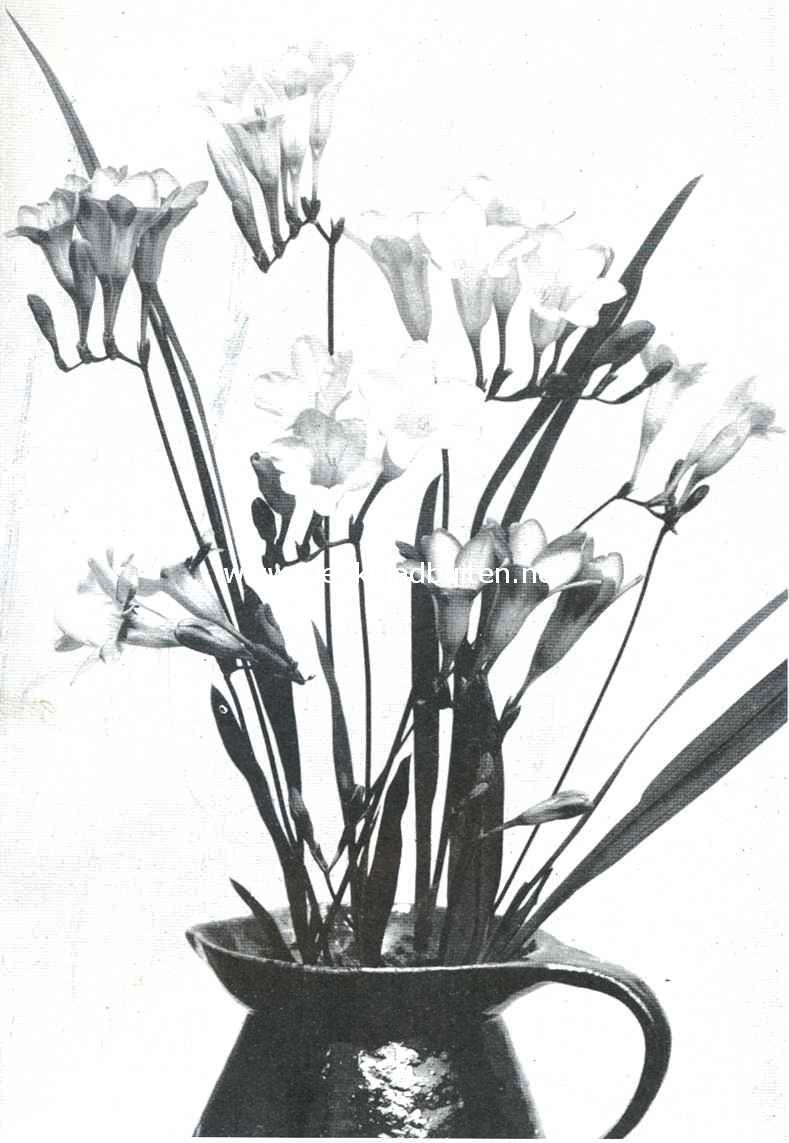 Freesia Tubergeni, verschillende variteiten