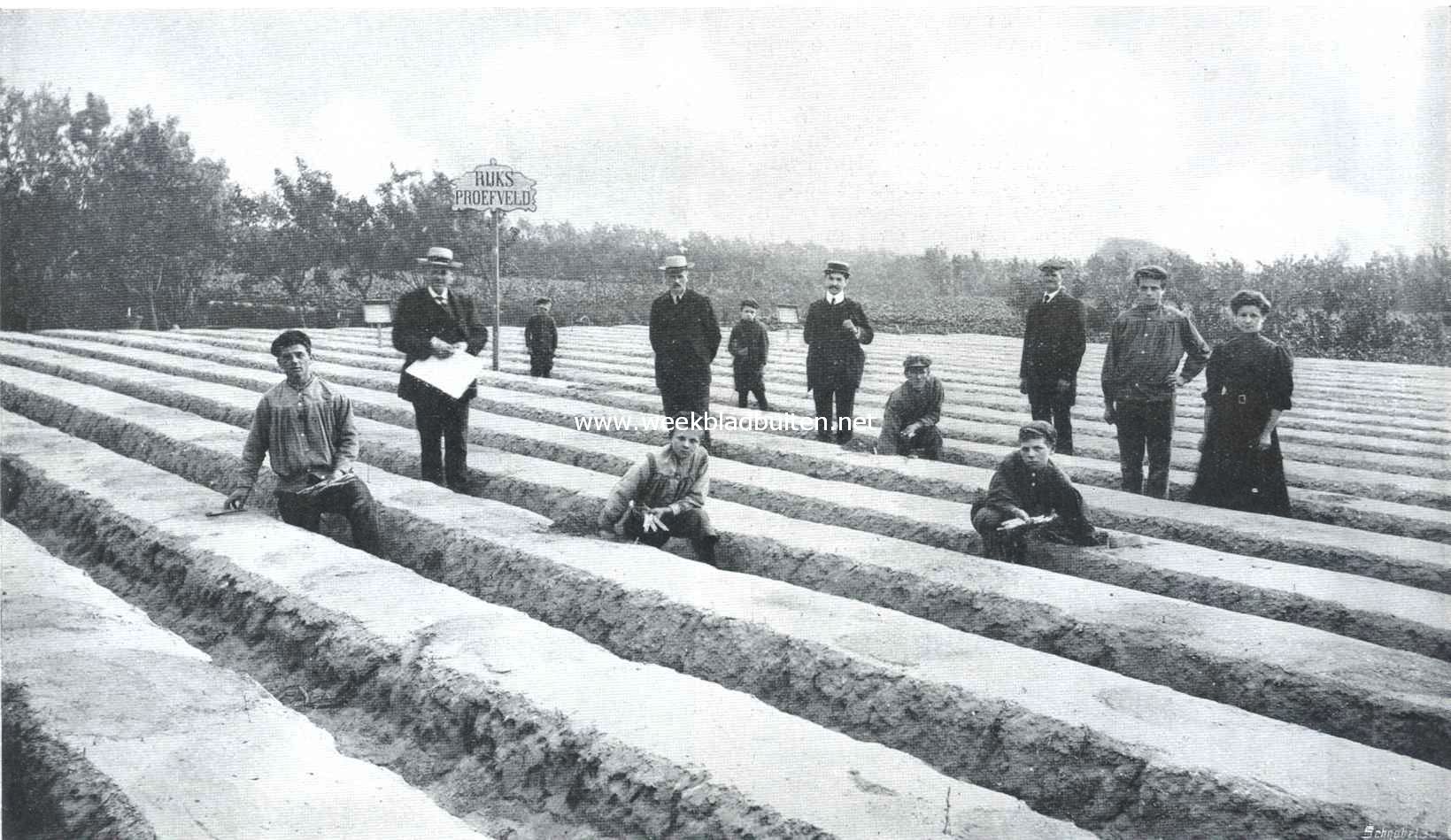 Over asperges. 's Rijks asperge-poefveld te 's-Gravenzande, waar verschillende bemestingsproeven tot verbetering der cultuur gehouden worden