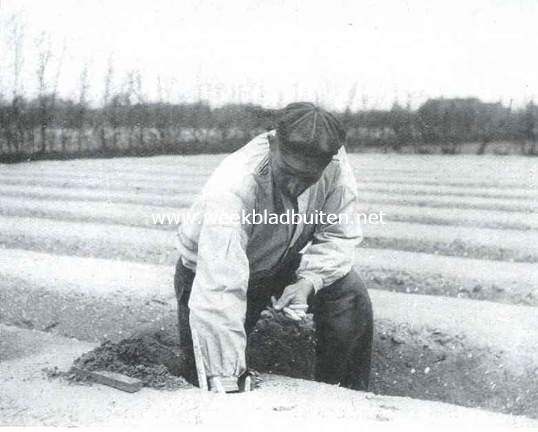 Over asperges. Het verzamelen der rijpe asperges: een mooie vondst