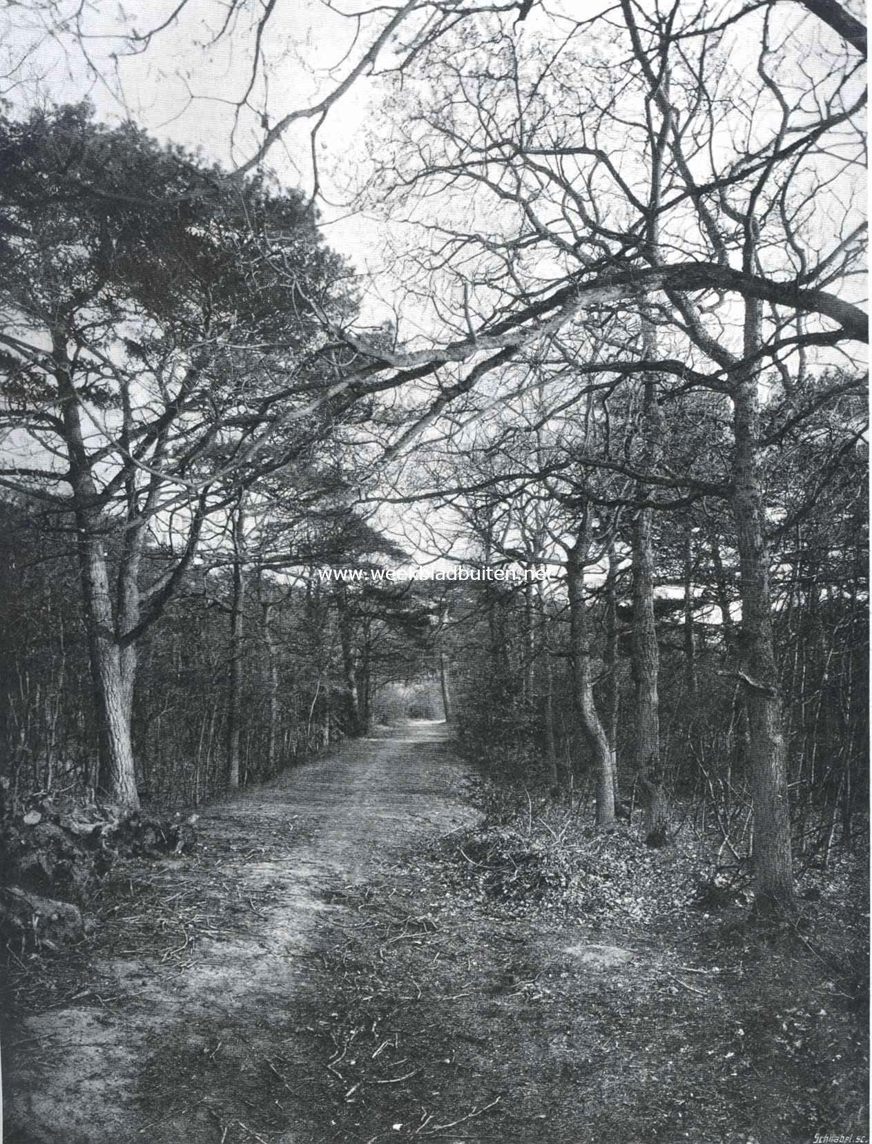 Schapenduin bij Bloemendaal (zooals het gedeeltelijk nog is)