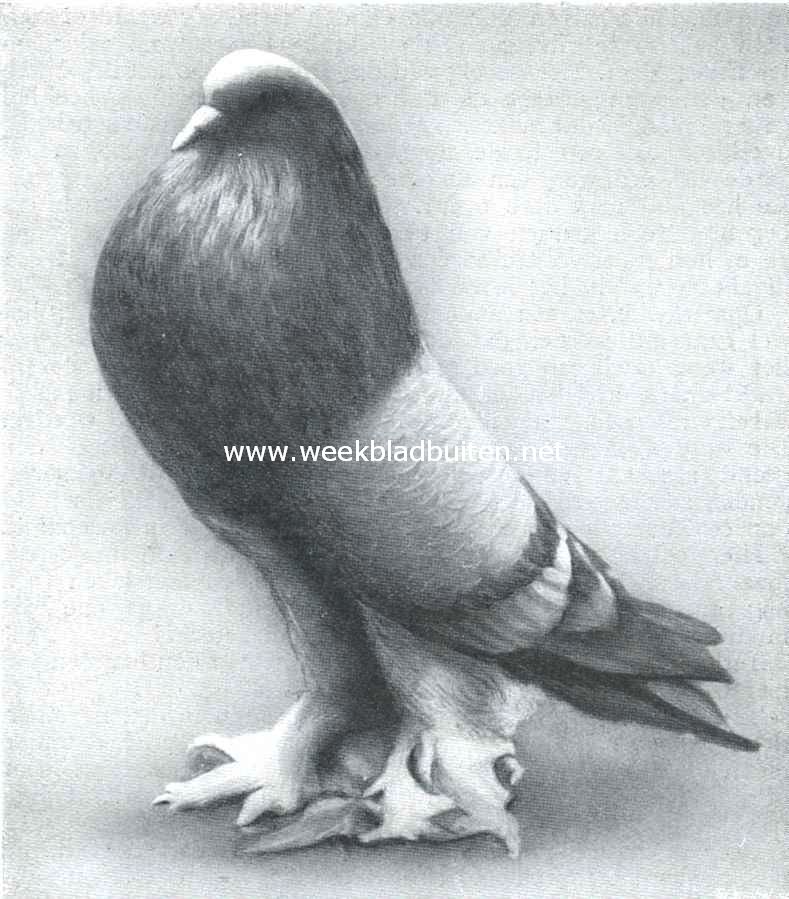 No. 2 Blauwroek Hollandsche kropper