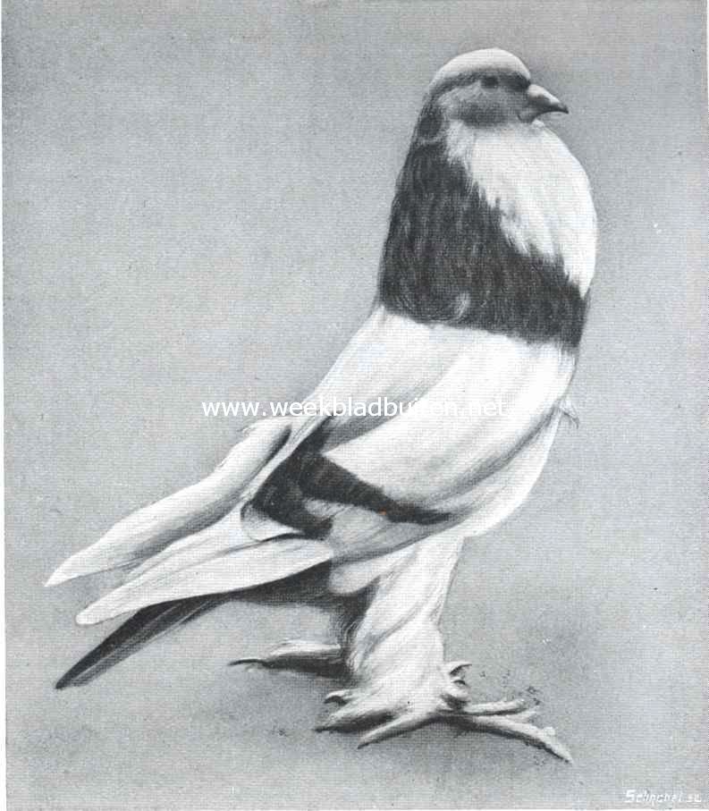 No. 3 Blauwbont of blauwwitslab Hollandsche kropper