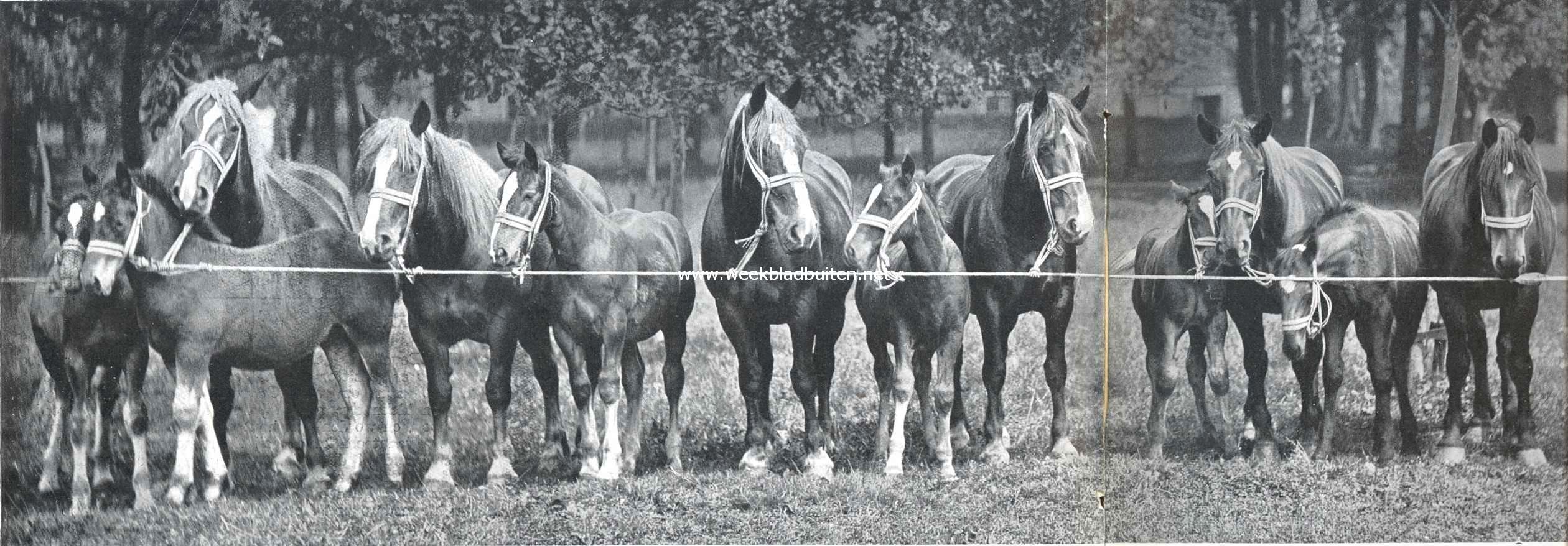 Zuid-Beveland, voornamelijk als landbouwland. Een zeldzame groep fokmerries met veulens, Zeeuwsch-belgische trekpaardenslag, alle werkpaarden op n boerderij 1
