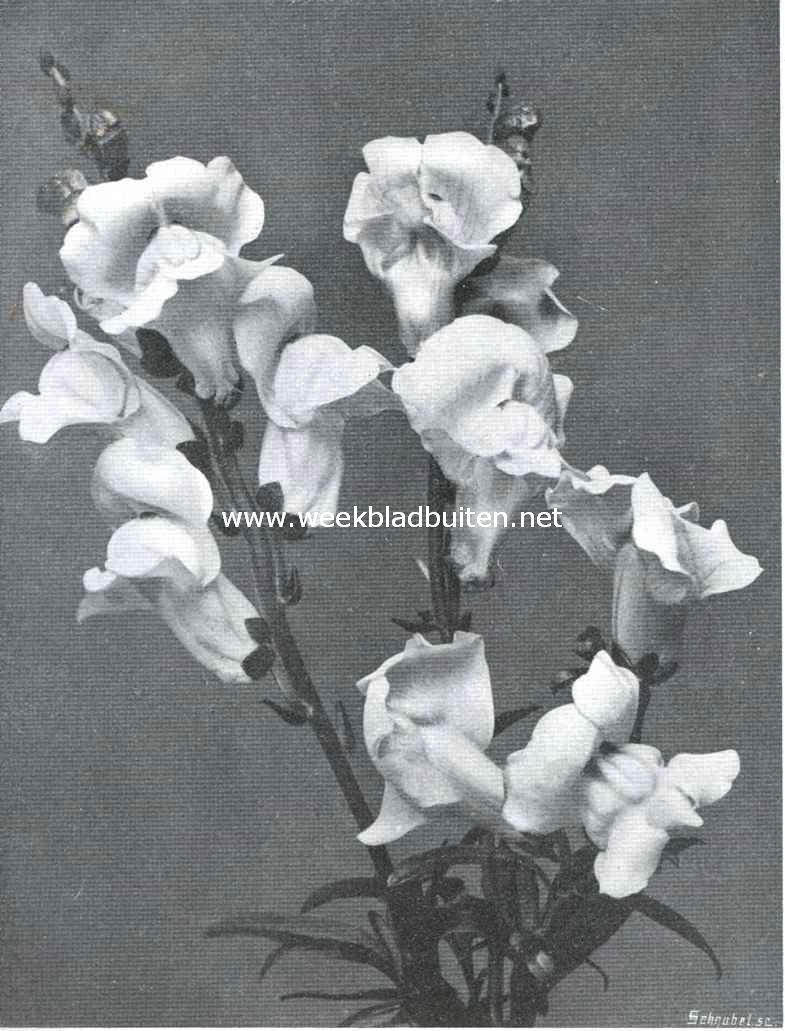 Grootbloemige leeuwenbekken ((ongeveer 3/4 nat. Grootte)