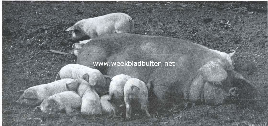 Varkens. Zeug van het veredele Duitsche landras met biggen