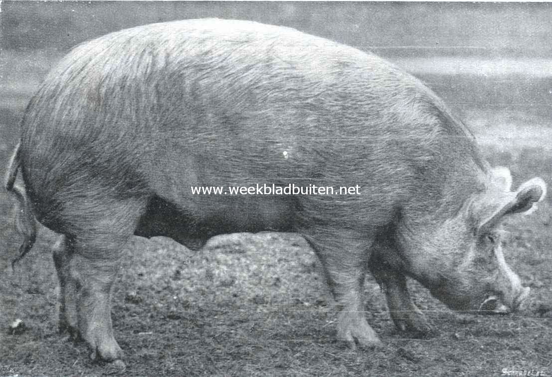 Varkens. Beer, volbloed Yorkshire ras
