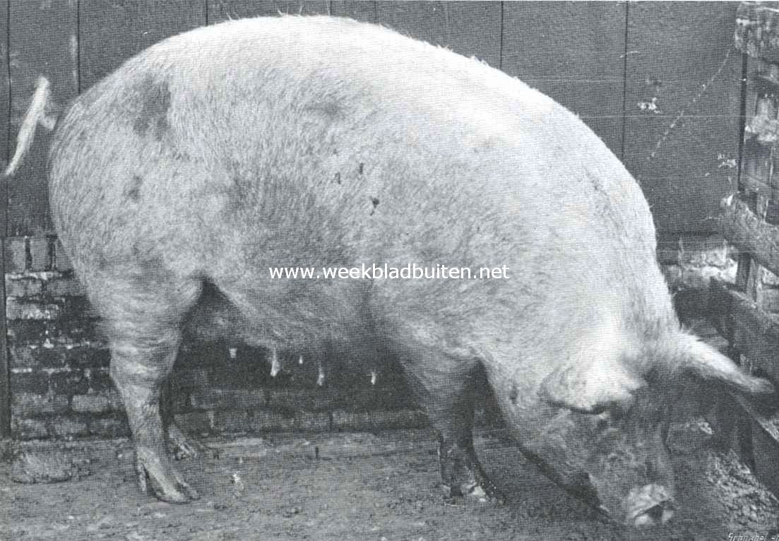 Varkens. Zeug, volbloed Yorkshire ras 1
