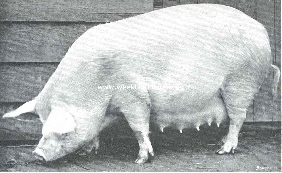 Varkens. Zeug, volbloed Yorkshire ras 2