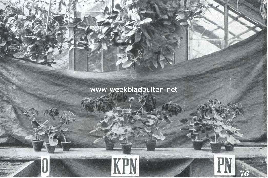 Bemestingsproef bij pelargonium in pot. K = 40% IG Kalizout; P = Superphosphaat; N = Zwavelzure Ammoniak 2