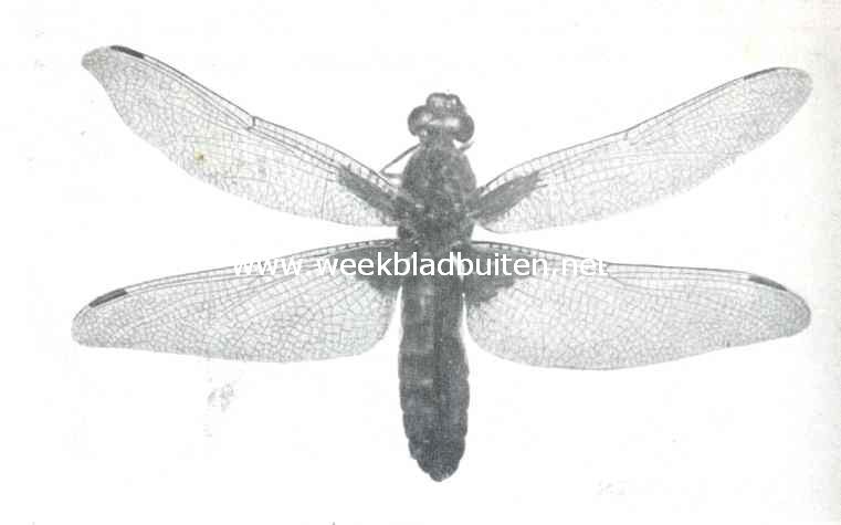 Breedlijvige libel (Libellula Depressa L.)