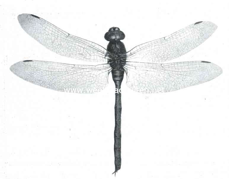 Aeshna-soort