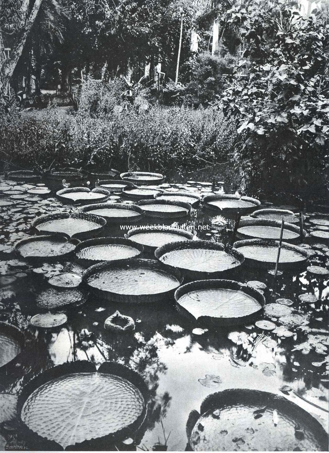 Victoria Regia in den botanischen tuin te Rio de Janeiro