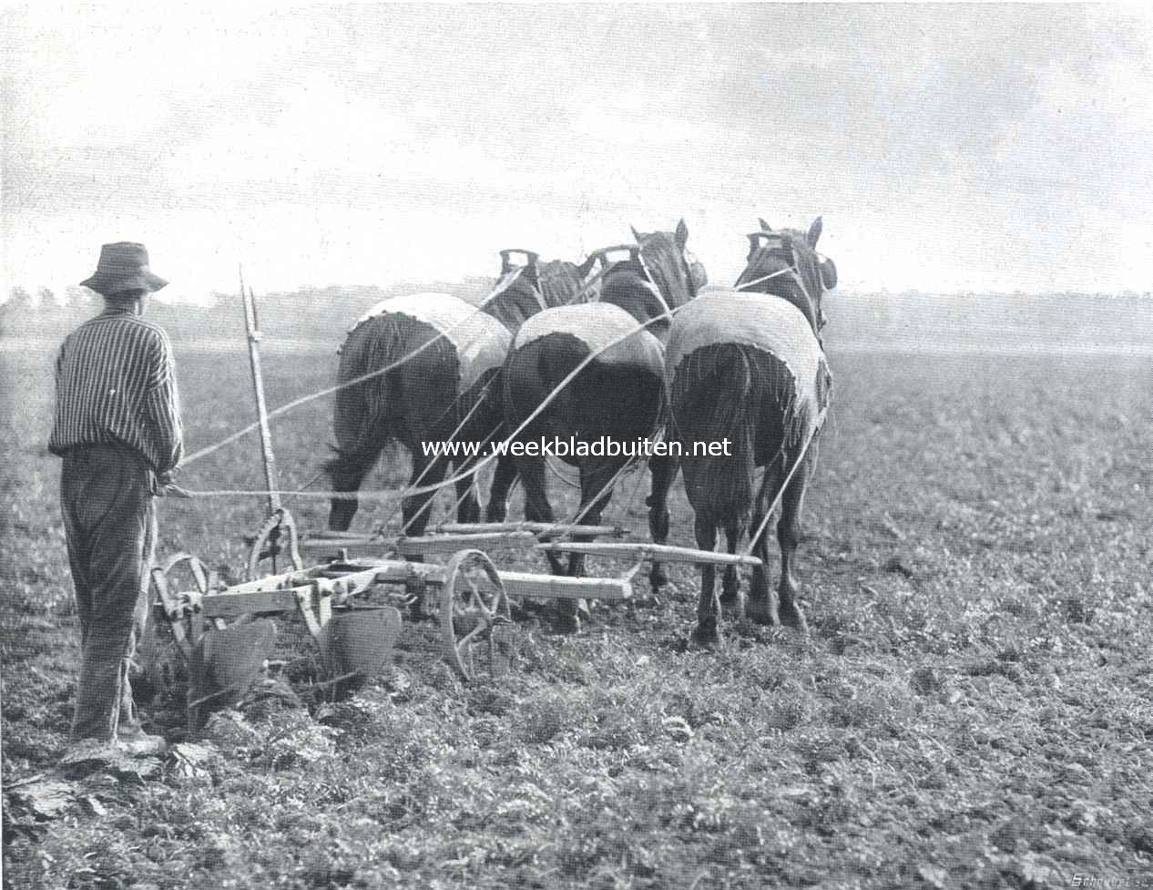 Aardappels. De ijzeren tweeschaarploeg