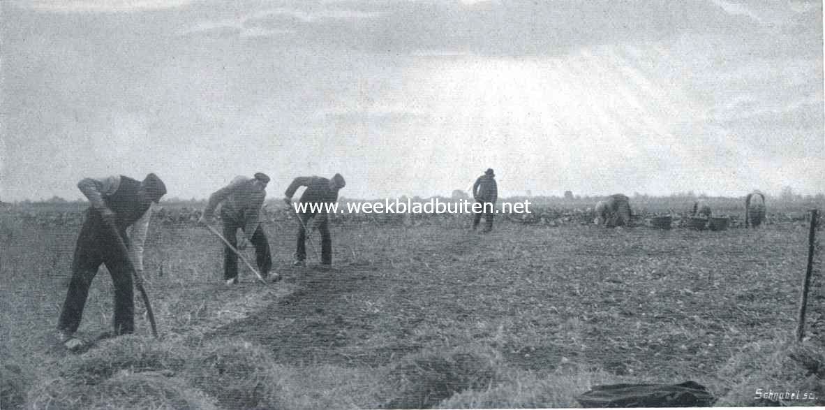 Aardappels. De aardappels worden met de greep gerooid