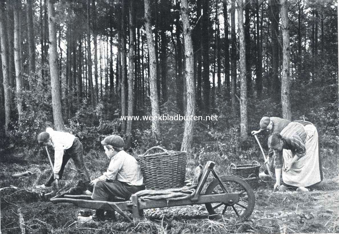 Aardappels. Aardappelen rooien op de Veluwe