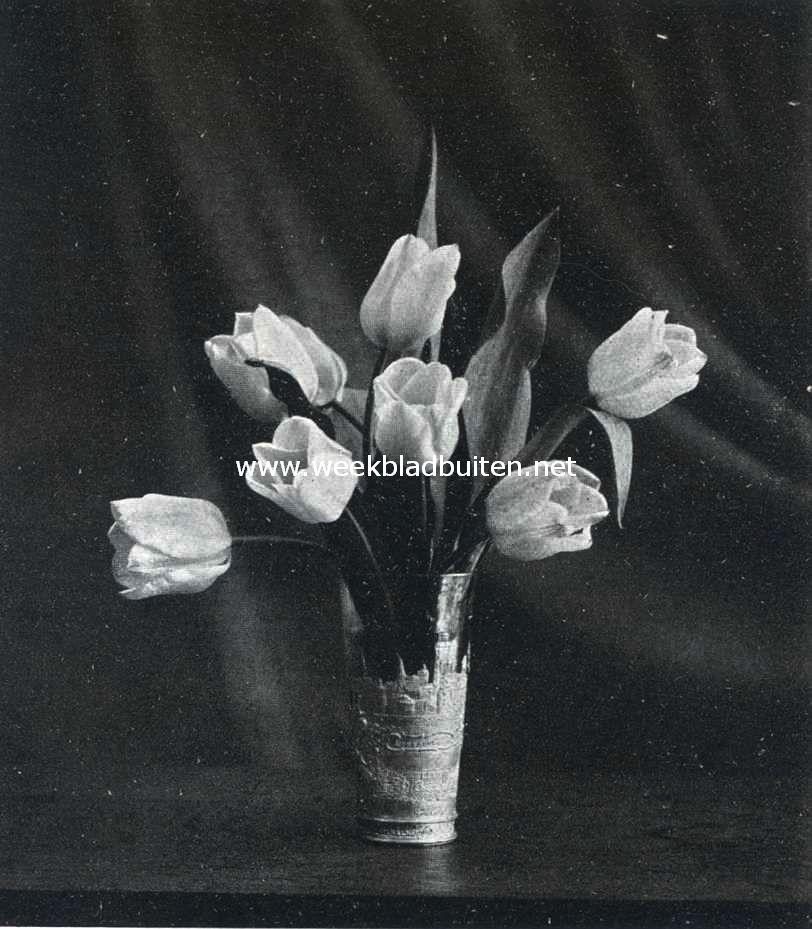 Tulpen gekweekt in de Uffelter zandverstuiving 