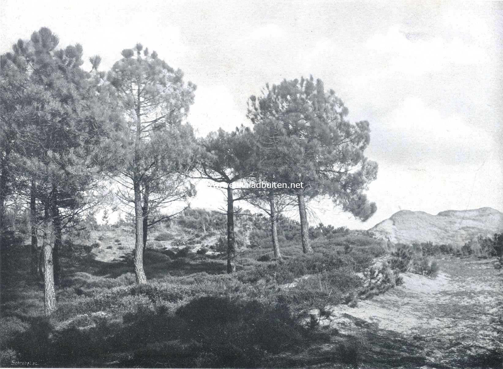 De den. Vrij opgegroeide grove dennen 1