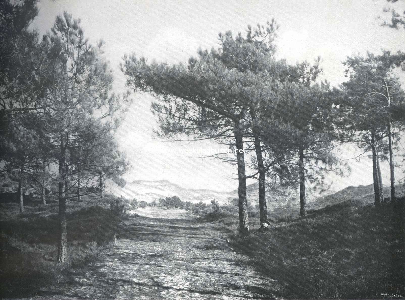 De den. Vrij opgegroeide grove dennen 2