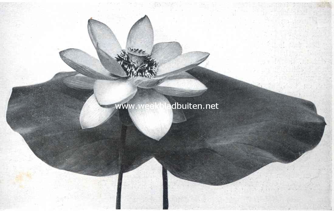 Lotusbloem, sterk verkleind