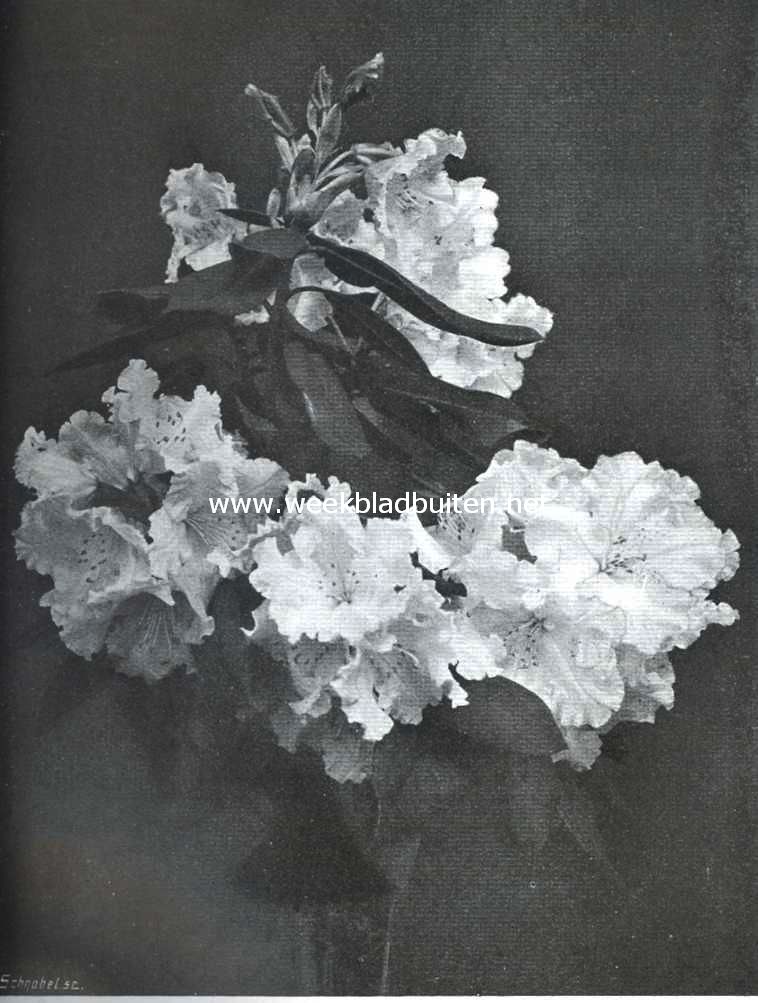 Rhododendron Prinses Juliana