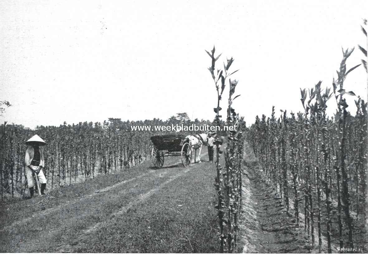 De tabakscultuur in Ned.-Indi. Afgeoogst veld, Vorstenlanden