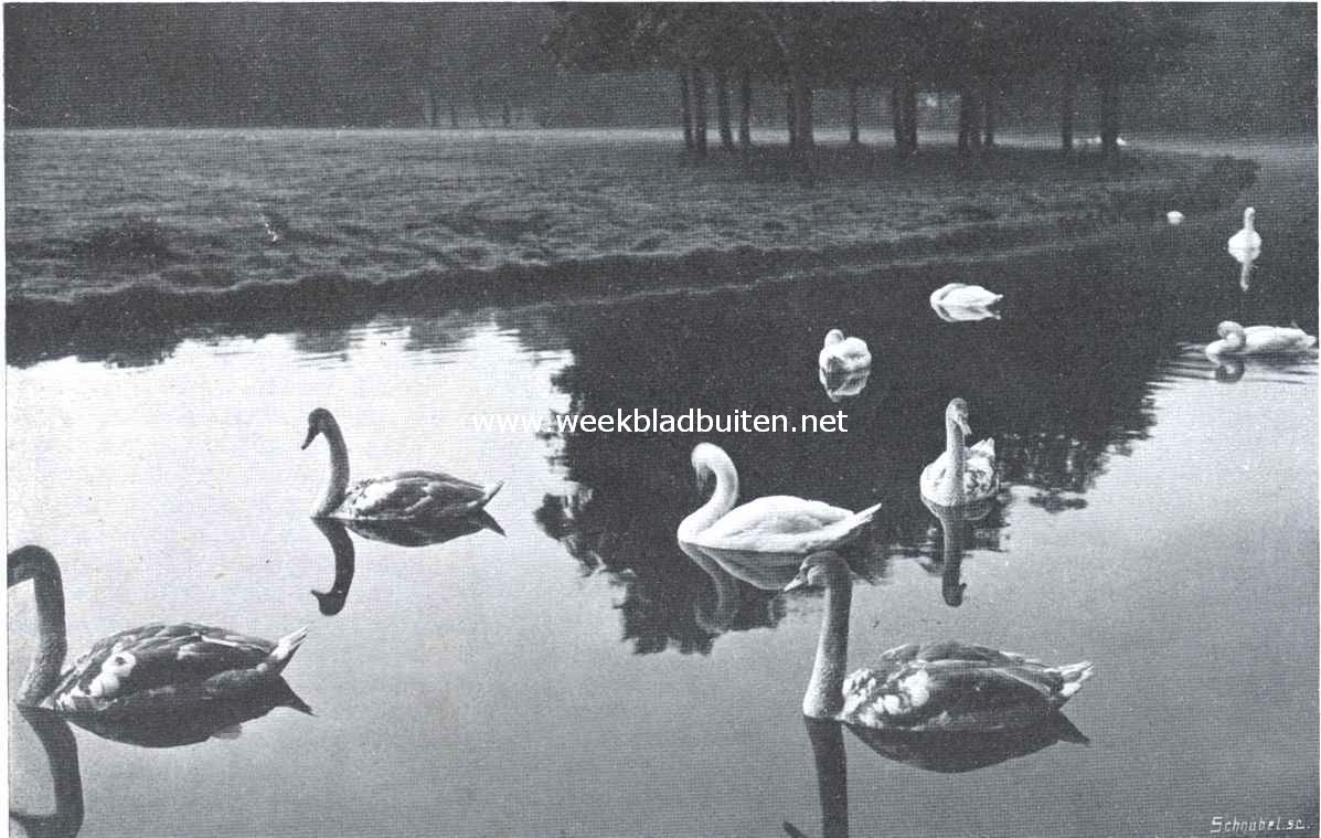 Witte en bonte zwanen 's morgens vroeg aan het toilet in het Vondelpark te Amsterdam