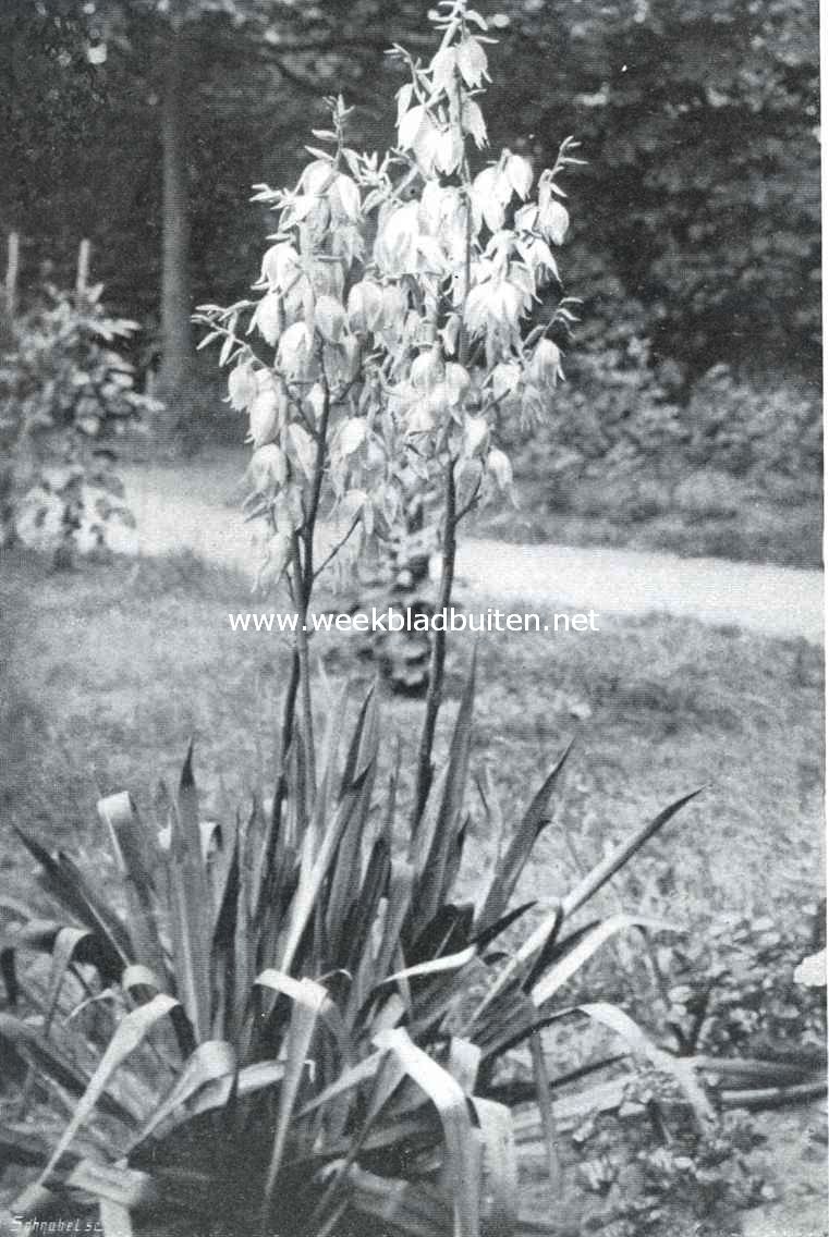 Yucca Flaccida in bloei