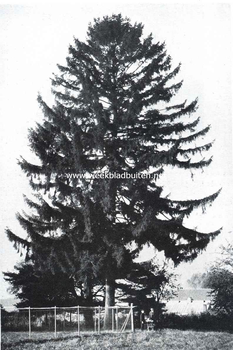 De zilverspar