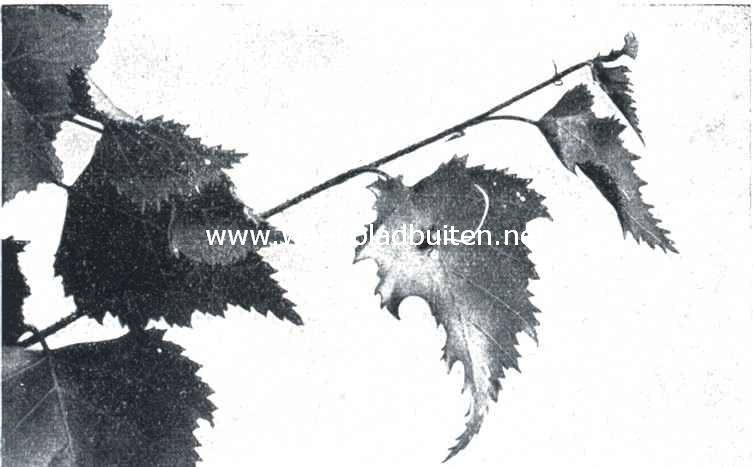 De berkenblad-snuittor (Rynchites Betulae L.). I. De insnijding op de rechterbladhelft is gereed. De tor begint thans aan de linkerhelft