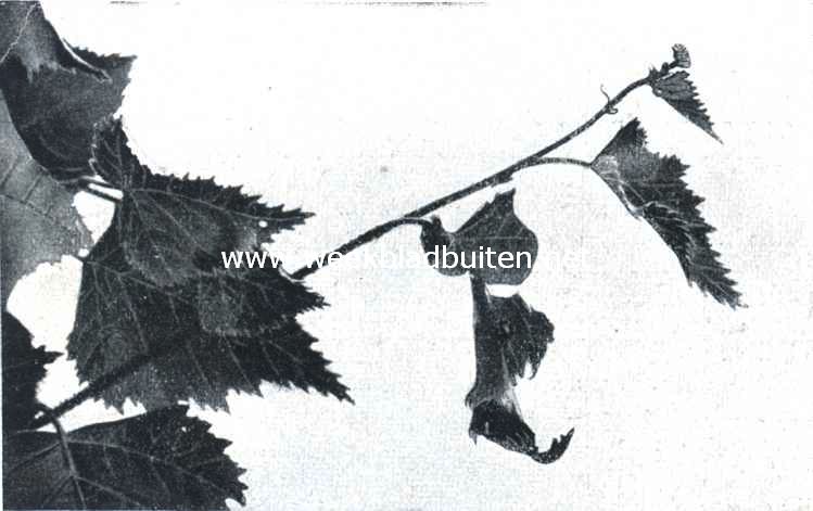 De berkenblad-snuittor (Rynchites Betulae L.). IX. Het uitgebeten bladstuk is op een groote punt der linkerbladhelft na, die naar rechts omgerold wordt en waaraan de thans weder zichtbare kever werkt, gereed. De punt wijst nu naar rechts