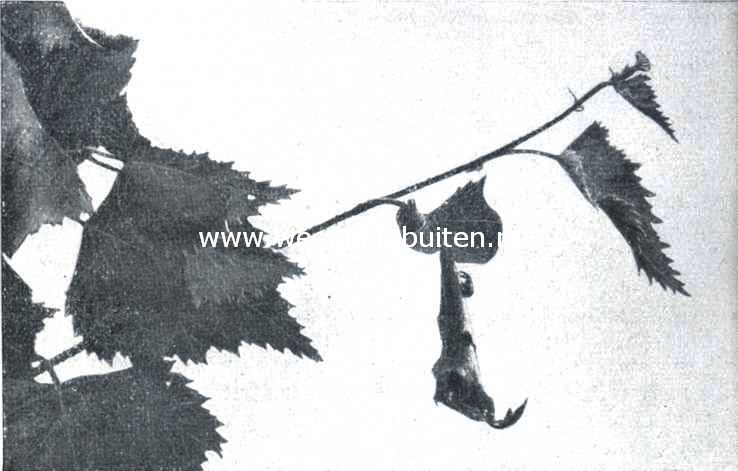 De berkenblad-snuittor (Rynchites Betulae L.). X. Het rolletje is gereed. De kever is bezig het einde der windingen, door een indruk met den snuit te bevestigen