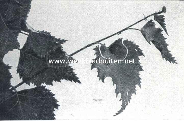 De berkenblad-snuittor (Rynchites Betulae L.). III. De insnijding is thans gereed en in haar verloop geheel zichtbaar