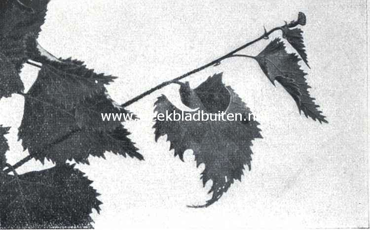 De berkenblad-snuittor (Rynchites Betulae L.). IV. Aan de sterkere kromming der punten van het afgebeten bladstuk is duidelijk te zien dat dit stuk begint te verwelken. De rechter bladhelft staat op het punt zich naar binnen om te buigen