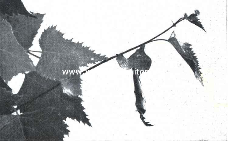 De berkenblad-snuittor (Rynchites Betulae L.). XII. De rol is weer vast te zamen getrokken. Doordat de kever een stuk van het bovengedeelte van het blad in de monding gedrukt en deze alzoo afgesloten heeft, is het uiterste bladpuntje iets naar onderen uitgerekt en stijver geworden, zoodat de rol nu langer schijnt. De kever heeft zijn arbeidsveld verlaten