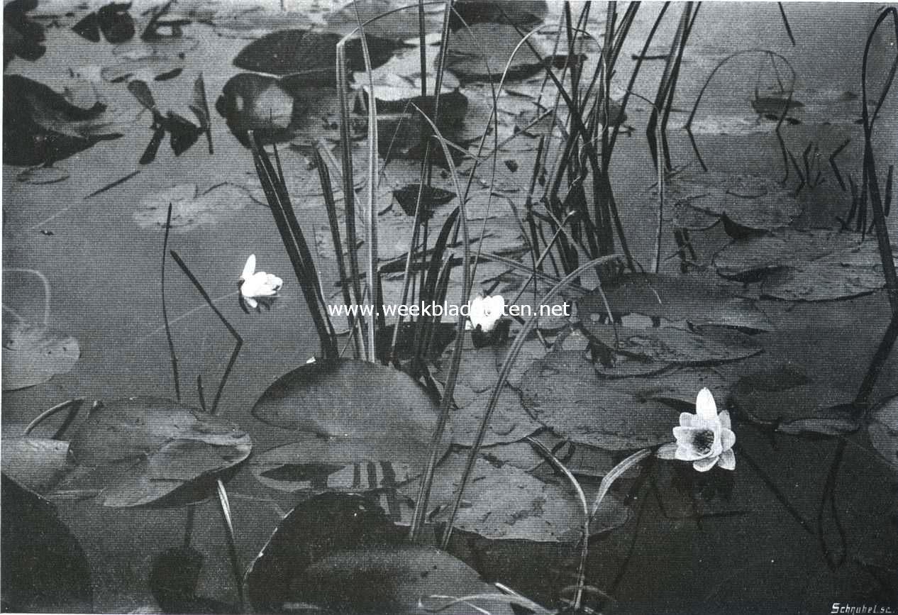 Aan den plas