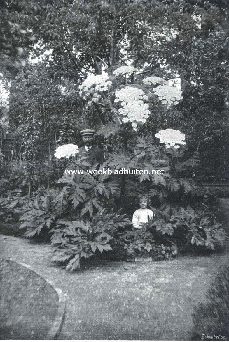 Heracleum Giganteum. Mr. G.J. du Cellie Muller te Maastricht in wiens tuin boven afgebeeld exemplaar staat, en die ons welwillend een foto ter reproductie afstond, schrijft: Deze plant, dit voorjaar nog slechts een omvang hebbende van eenige decimeters, is thans bijna 3 Meter hoog, terwijl de doorsnede van den top van een blad tot dien van een daartegenoverstaand 3.55 Meter meet. Het blad, daar naar voren komt met 1.30 Meter breedte bij 1.45 Meter lengte. Ter vergelijking deed ik mijn tuinman naast den steel (die van onderen 26 cM. In omtrek meet) plaats nemen. Om de 3 jaar heb ik n of twee exemplaren in mijn tuin, nu reeds 12 jaar, maar nooit bereikten zij zulke kolossale afmetingen als deze. Overigens is deze reus in zoo ongunstig mogelijke condities wat de groei betreft, want hij staat slechts 1/2 Meter verwijderd van den stam van een jutte-peer in welks takken de bloemschermen zich ontplooien
