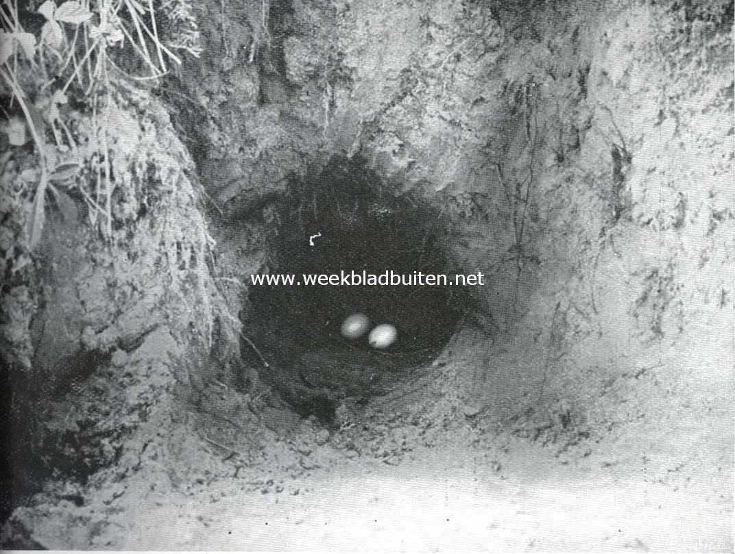 De holenduif. Nest met eieren van de holenduif