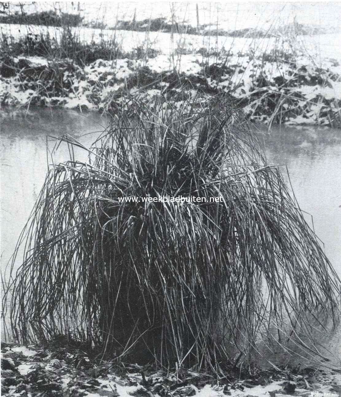 Een verdorde pol zeggegras