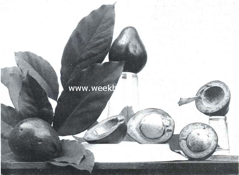 Bataviasche vruchten. Advocaat (Persea Gratissima)