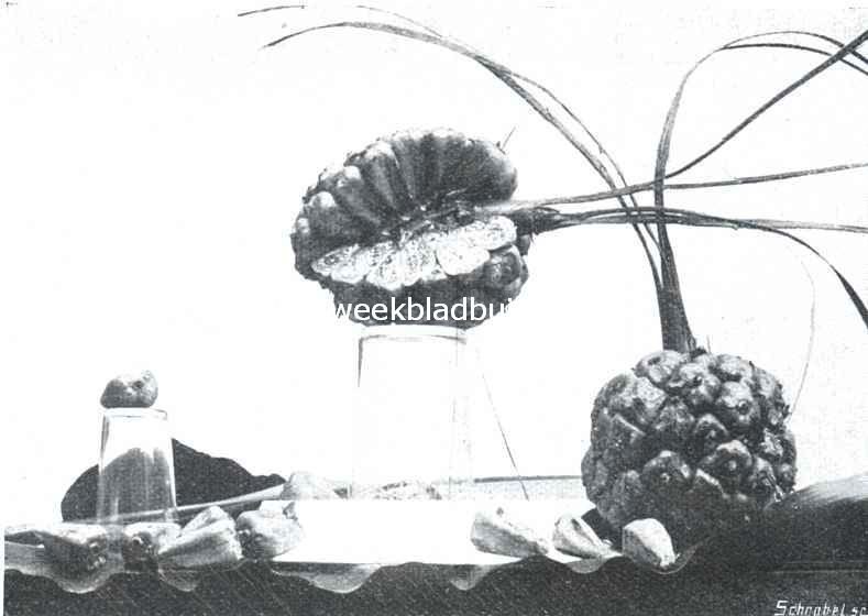 Bataviasche vruchten. Honjeh (Ellettaria Pallida)