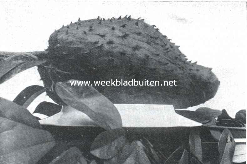 Bataviasche vruchten. Zuurzak (Anona Muricata)
