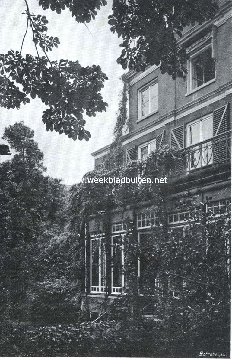 Peripocla Greca (Touwtjesplant), vijf planten in 1900 in een Amsterdamschen tuin geplant en langs een serre geleid. De verste hooger op geleid tot ongeveer 11 Meter hoog, de onderste over het hek op de serre hangend, waar zij des zomers rijkelijk bloeien met kleine bruine bloempjes