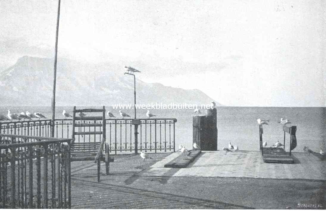 Meeuwen aan het Meer van Genve