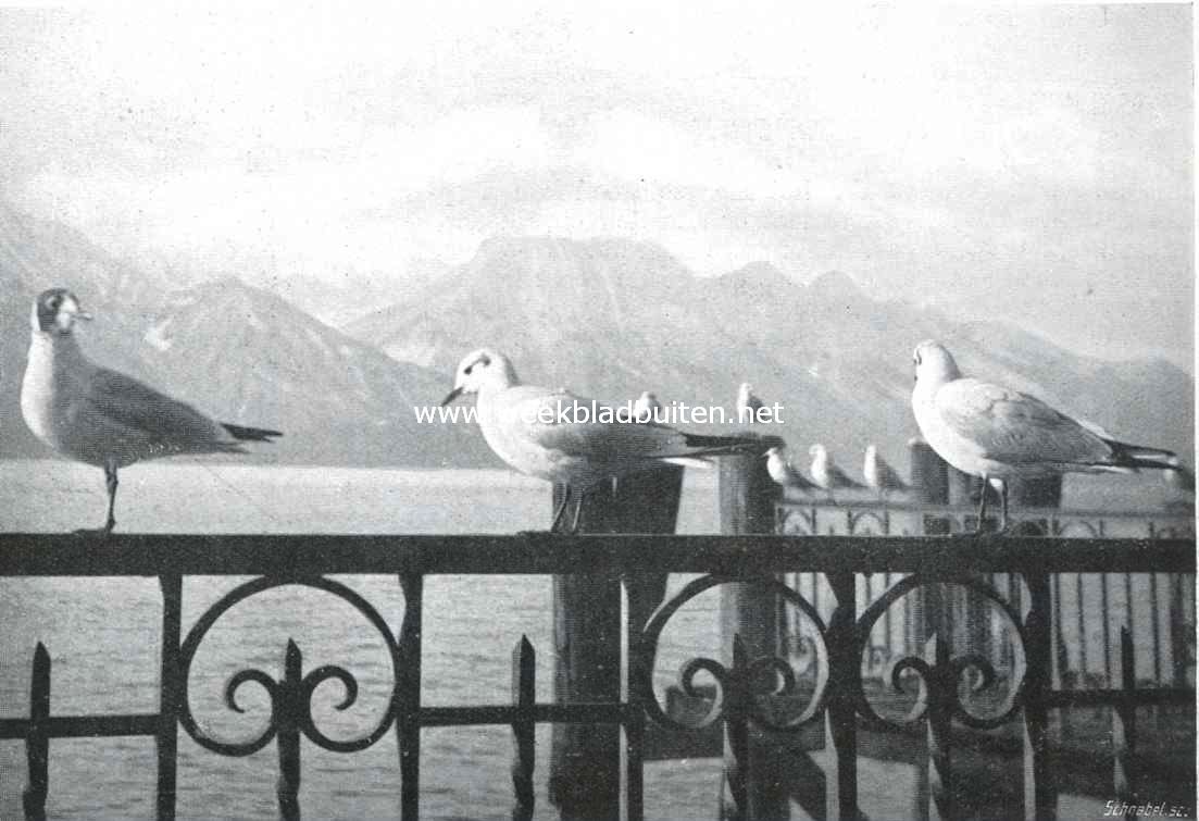 Kapmeeuwen bij Montreux. De voorste vogel begint al een zwarten kop te krijgen